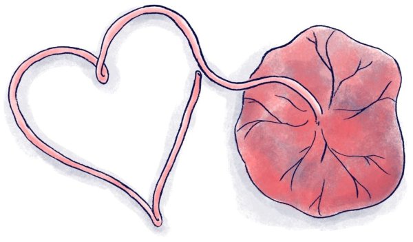 Плацента фон для презентации