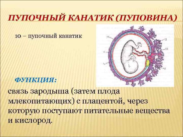 Плацента анатомия