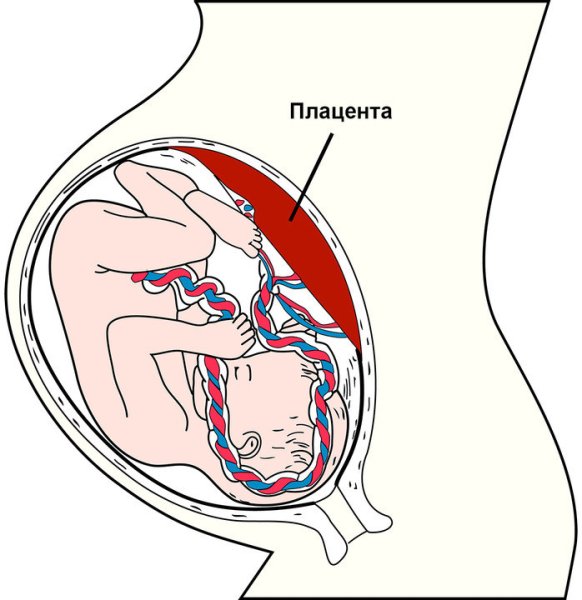 Материнские и фетальные компоненты плаценты