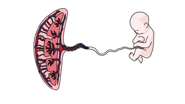 Плацента и пуповина анатомия