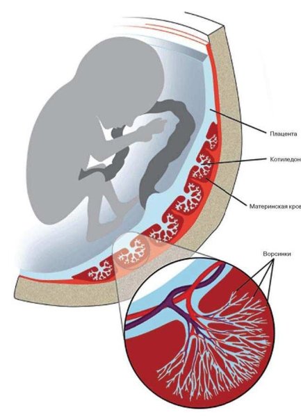 Плацента и пуповина строение