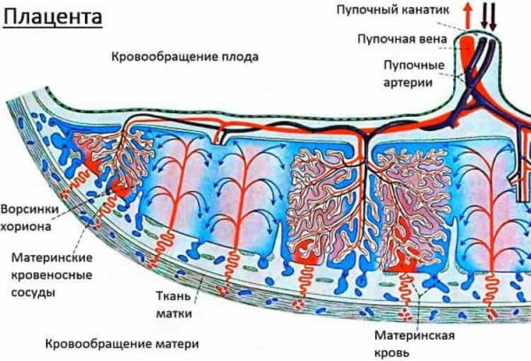 Сосуды пупочного канатика