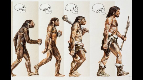 Эволюция человека хомо сапиенс