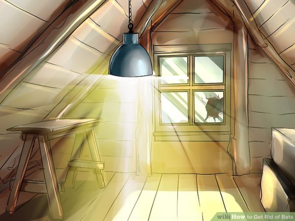 Летучая мышь на чердаке рисунок