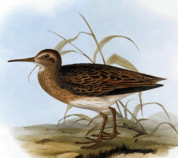 Иллюстрация Кулик Бекас