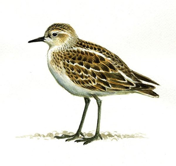 Кулик на белом фоне