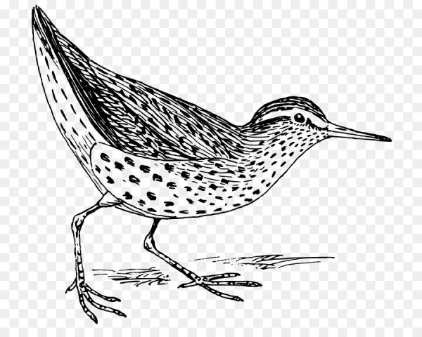 Бекас Кулик черно-белый