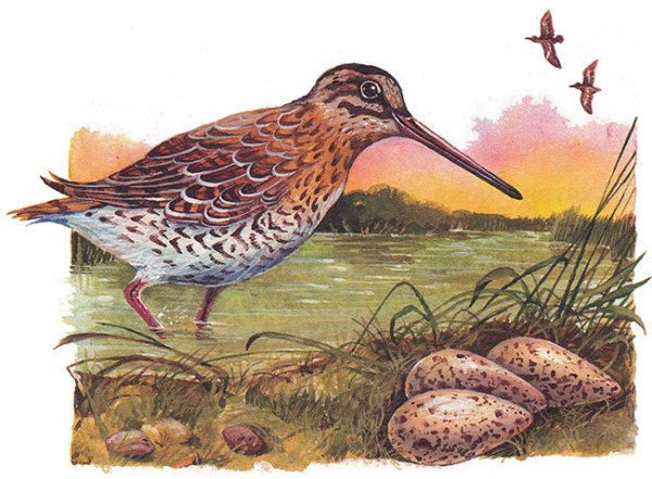Иллюстрация Кулик Бекас