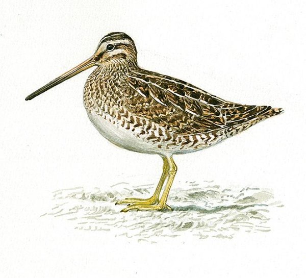 Бекас Кулик птица