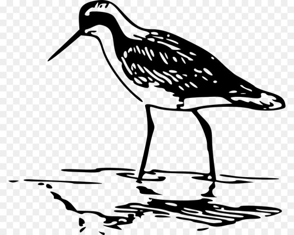 Бекас раскраска