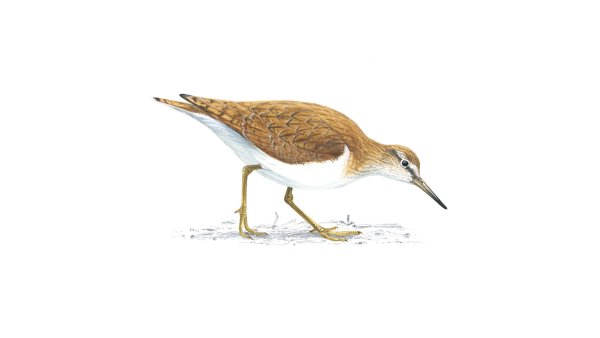 Кулик птица на прозрачном фоне
