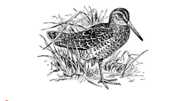 Кулик болотный