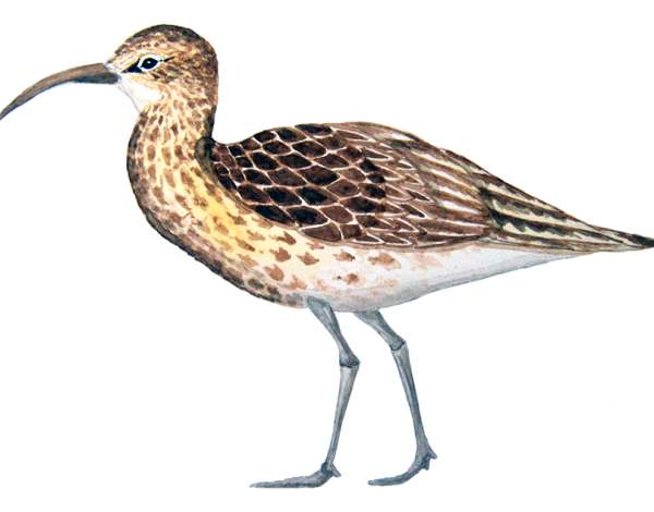 Кулик на прозрачном фоне