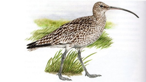 Дальневосточный Кулик Бекас