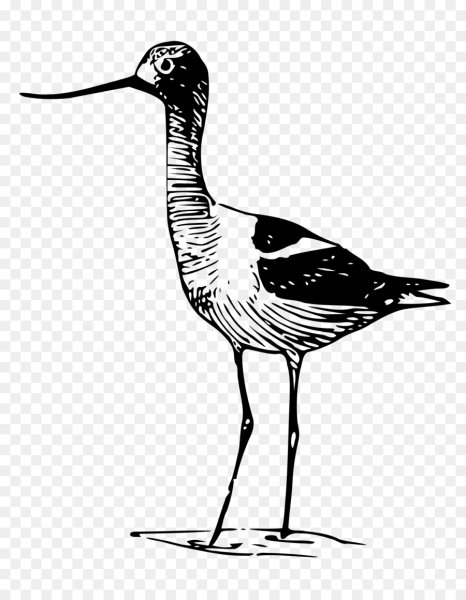 Шилоклювка рисунок