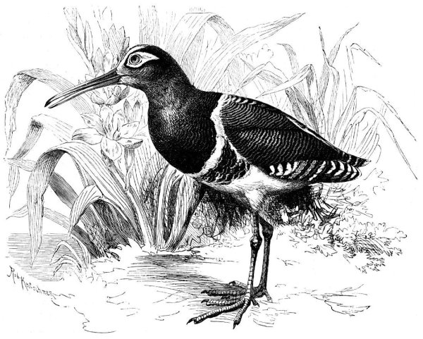 Бекас птица