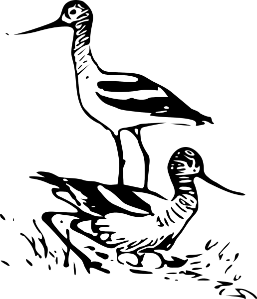 Кулик раскраска