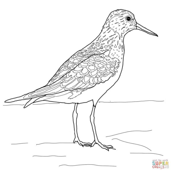 Кулик птица раскраска