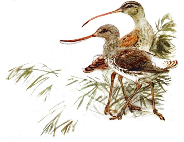 Шилонос Бианки