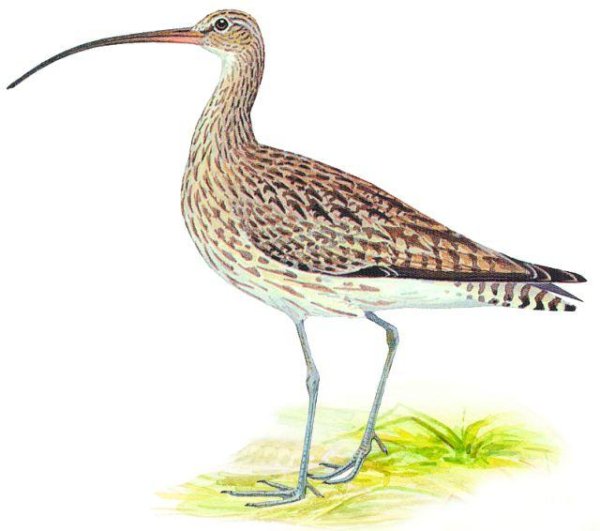 Кроншнеп птица рисунок
