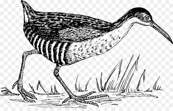 Кулик птица рисунок