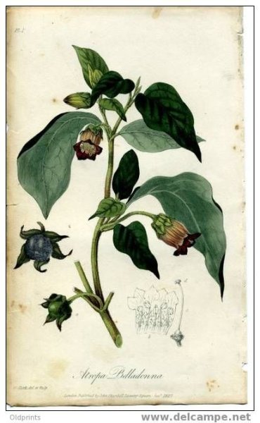 Белладонна Ботаническая иллюстрация