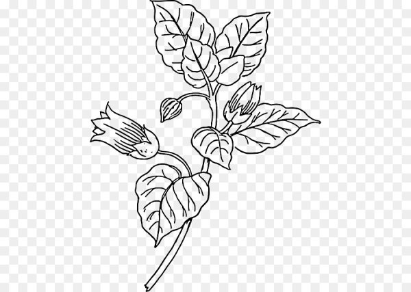 Красавка белладонна растение