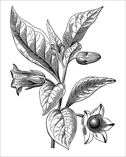 Белладонна растение рисунок