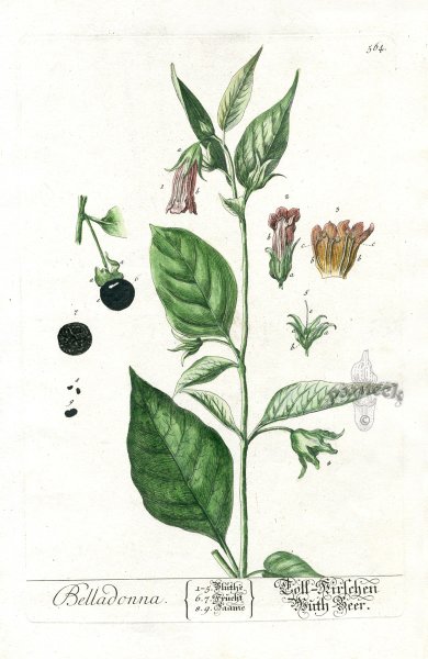 Atropa Belladonna Ботанический рисунок