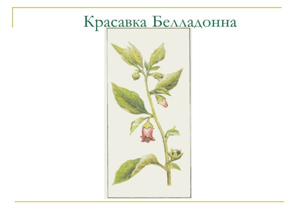 Белладонна ботаника