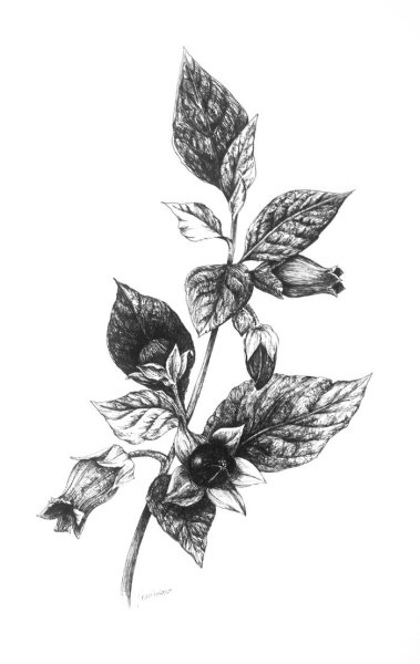 Белладонна Ботаническая иллюстрация