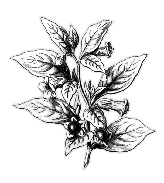 Белладонна на прозрачном фоне