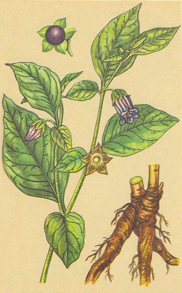 Белладонна и паслен чёрный