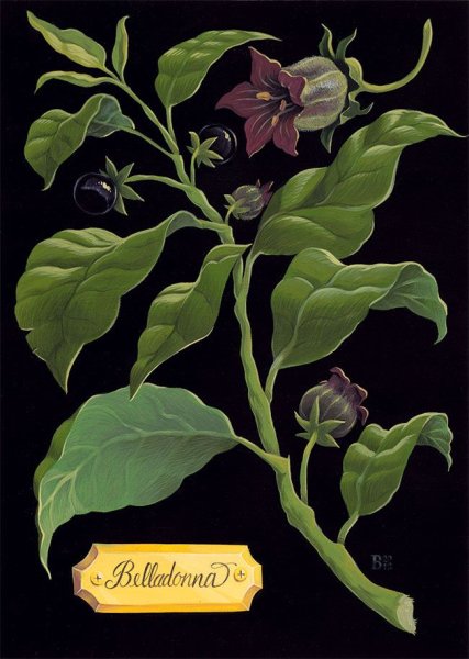 Deadly Nightshade растение