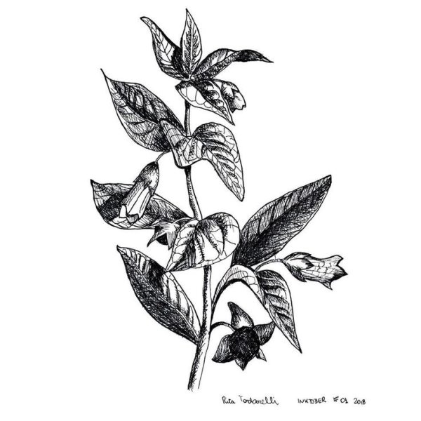 Белладонна растение рисунок