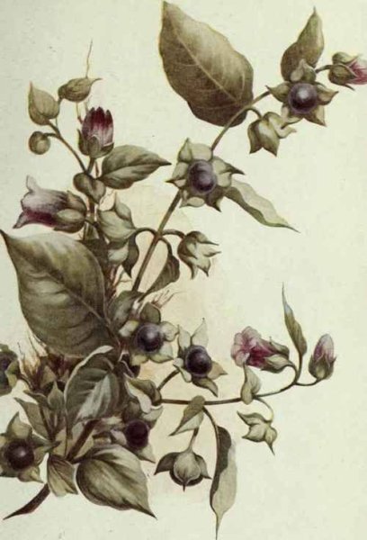 Красавка белладонна гербарий