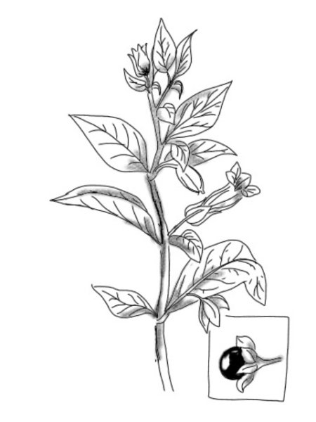 Белладонна трава средневековье