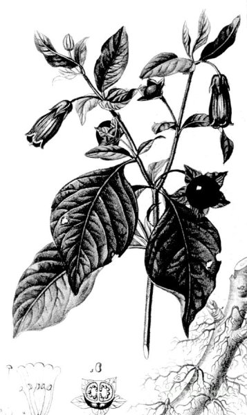 Белладонна Эстетика