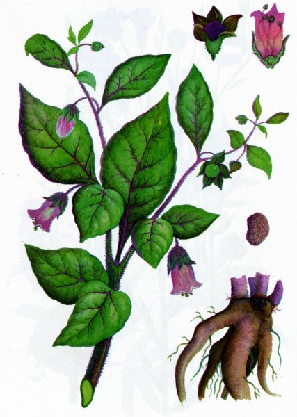 Красавка белладонна гербарий