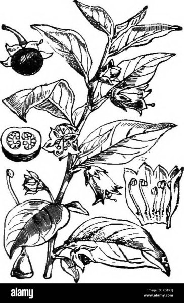 Белладонна растение раскраска