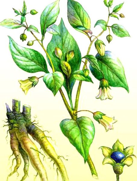 Растение Фармакогнозия белладонна