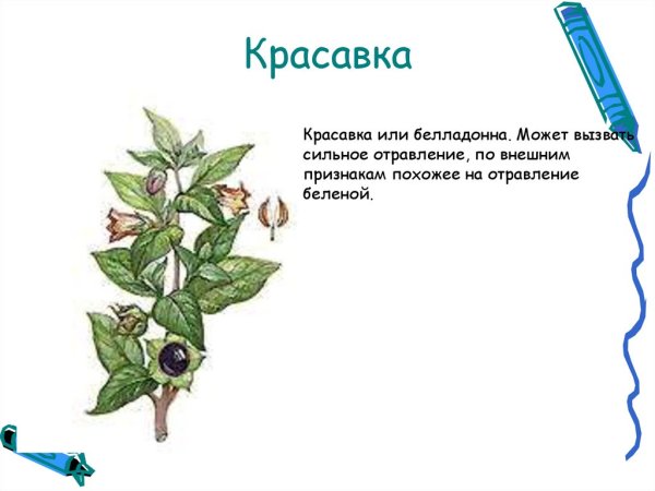 Белладонна растение