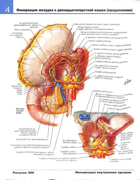 Почка анатомия атлас Неттера