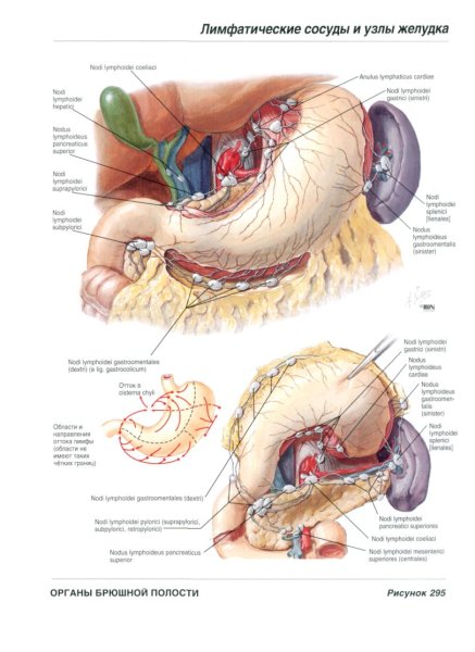 Фрэнк Неттер анатомия 3093
