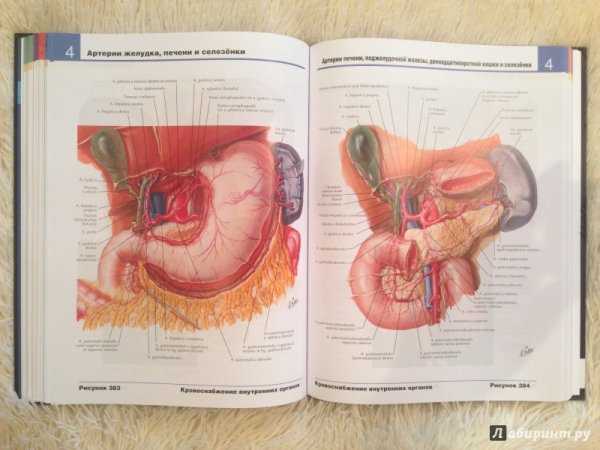 Атлас Неттера по анатомии человека