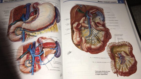 Копчиковое сплетение анатомия