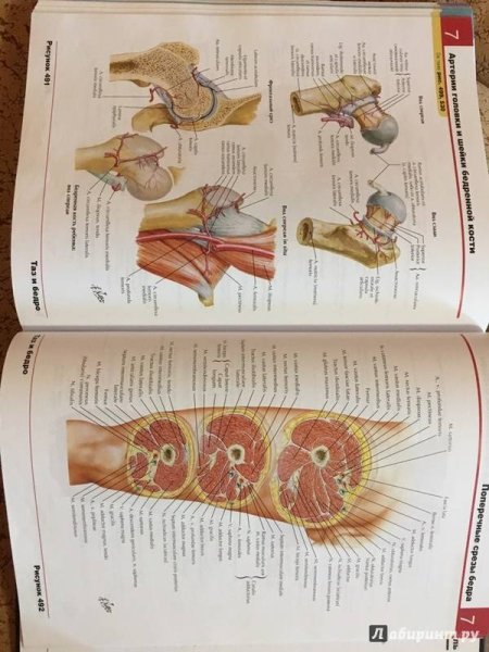 Фрэнк Неттер анатомия 3093
