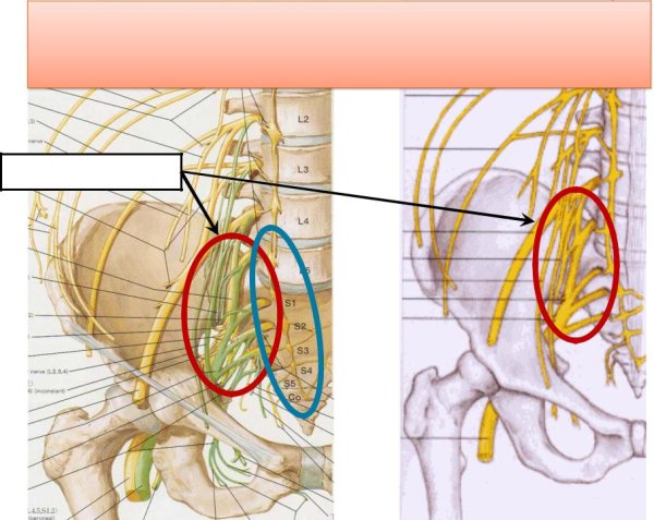 Анатомический атлас Фрэнка Неттера