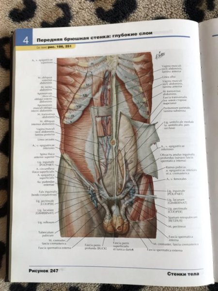 Фрэнк Неттер