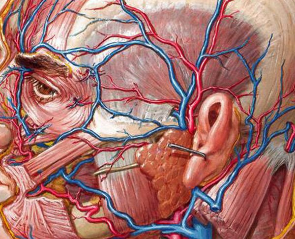 Неттер ф атлас анатомии раскраска